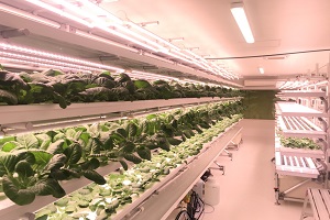 栄養価が高く、苦みが少ない野菜たち！！