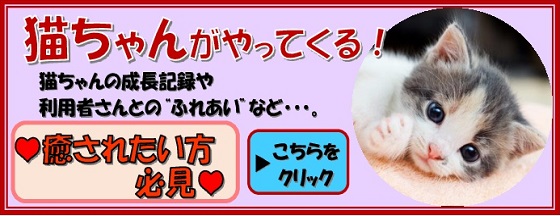 ♥猫ちゃんがやってくる♥